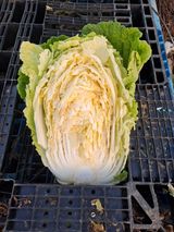 팜모닝 자유주제·자유게시판 게시글 이미지