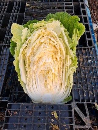 장세만 님의 자유주제 · 자유게시판 작성글 사진