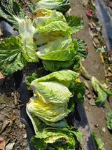 팜모닝 자유주제·자유게시판 게시글 이미지