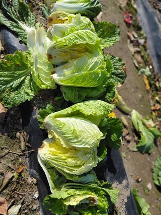 오화순님의 자유주제 · 자유게시판 작성글 사진