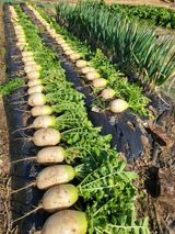 팜모닝 자유주제·자유게시판 게시글 이미지