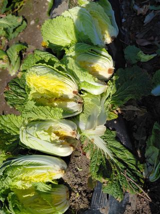 오화순님의 자유주제 · 자유게시판 작성글 사진