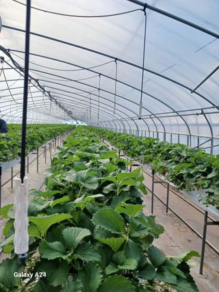 이상애초보농업님의 자유주제 · 자유게시판 작성글 사진