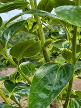 팜모닝 자유주제·자유게시판 게시글 이미지