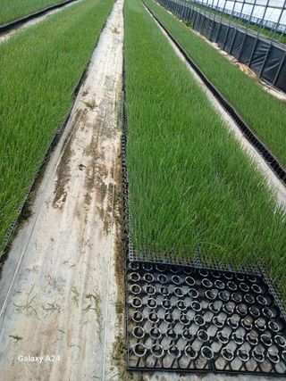 이상애초보농업님의 자유주제 · 자유게시판 작성글 사진