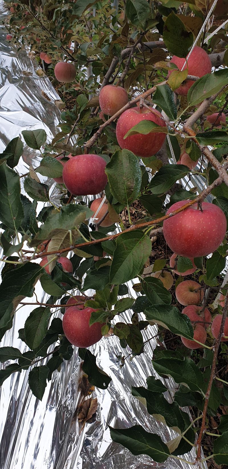 장터 상품 [사괴 10kg] 썸네일