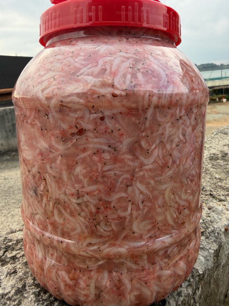 강재선님의 장터 판매 상품 [국산 햇흰새우젓5kg] 첨부 사진