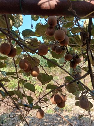 들국화님의 자유주제 · 자유게시판 작성글 사진