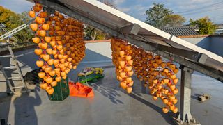 삼례텃밭지기님의 자유주제 · 자유게시판 작성글 사진