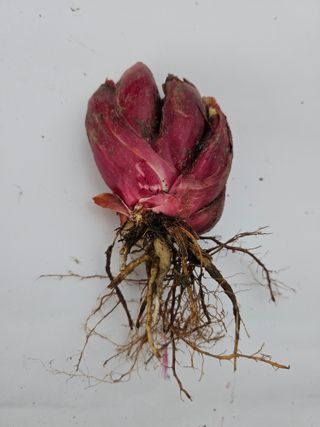 김제일주농장님의 자유주제 · 자유게시판 작성글 사진