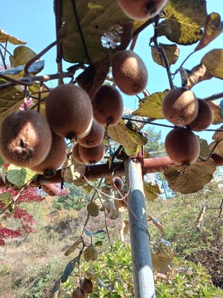 들국화님의 자유주제 · 자유게시판 작성글 사진