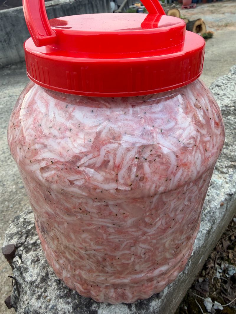 장터 상품 [국산 햇흰새우젓5kg] 썸네일