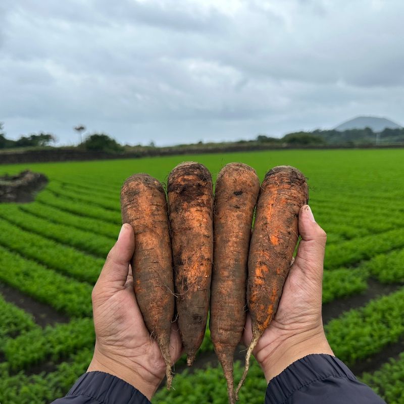 제주구좌당근님의 장터 판매 상품 [25년 11월 제주 햇당근 5kg 10kg] 첨부 사진