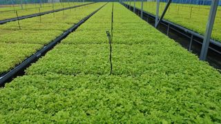 병풍취산채농원님의 자유주제 · 자유게시판 작성글 사진