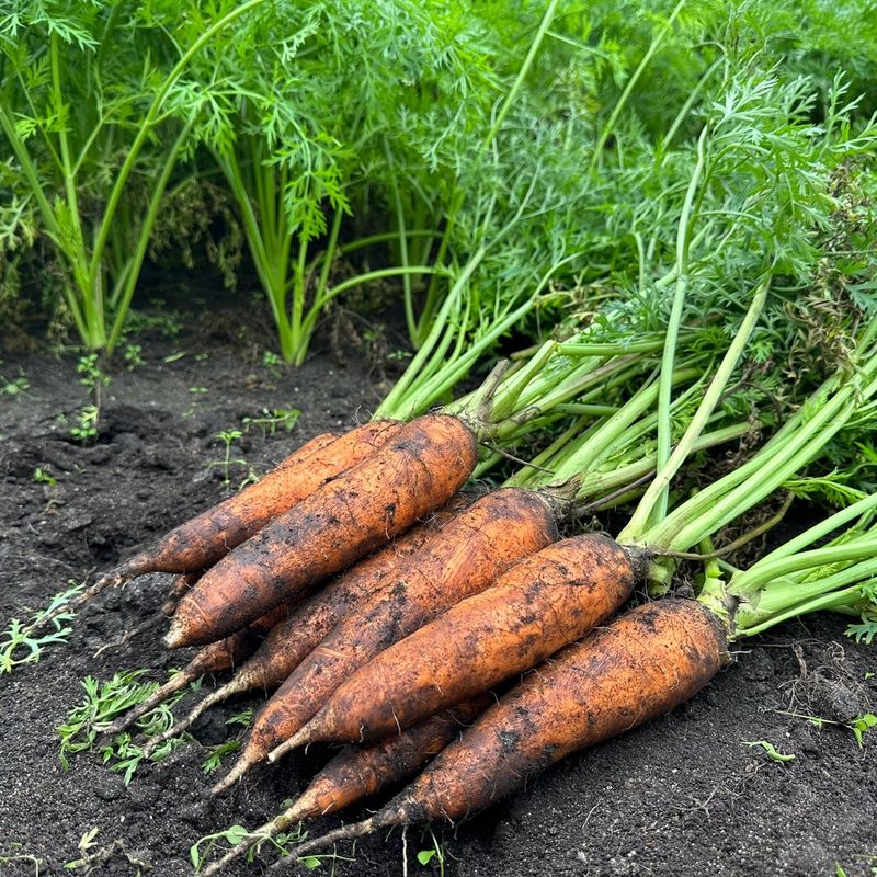 제주구좌당근님의 장터 판매 상품 [25년 11월 제주 햇당근 5kg 10kg] 첨부 사진