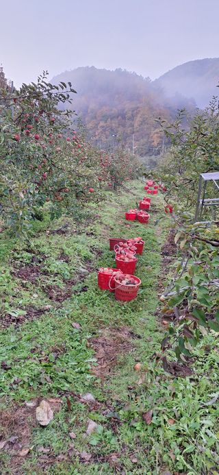 박원주(다원농장)님의 자유주제 · 자유게시판 작성글 사진