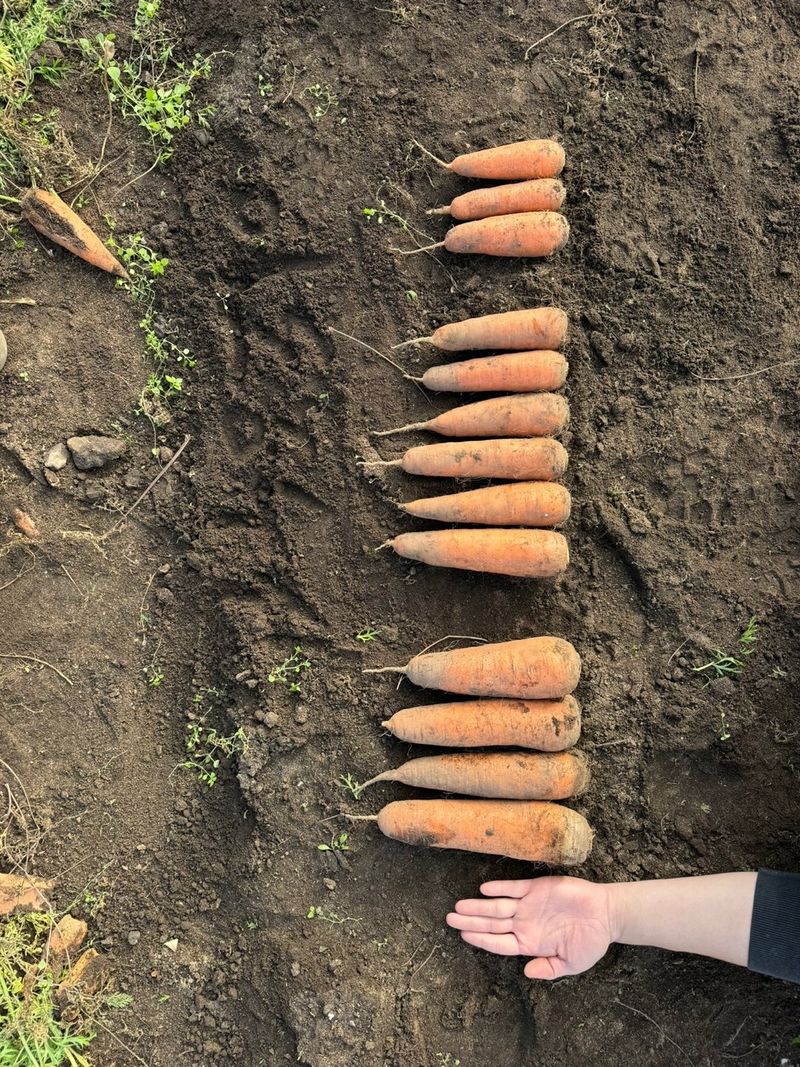 제주구좌당근님의 장터 판매 상품 [25년 11월 제주 햇당근 5kg 10kg] 첨부 사진