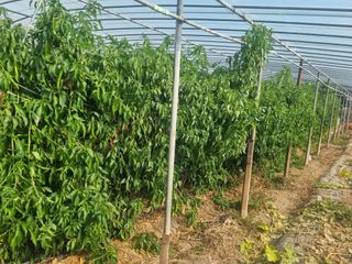 밭메는 여우님의 작성글 사진