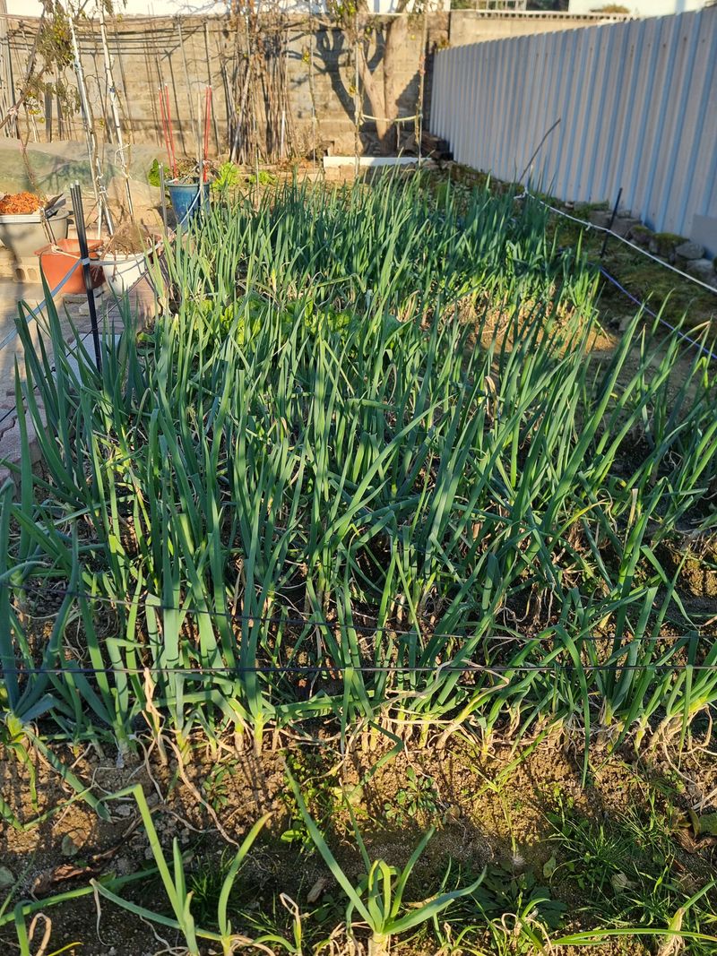 장터 상품 [대파(10kg)] 썸네일