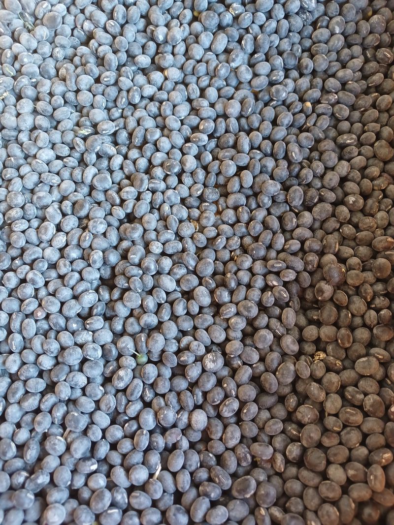 장터 상품 [새바람서리태] 썸네일