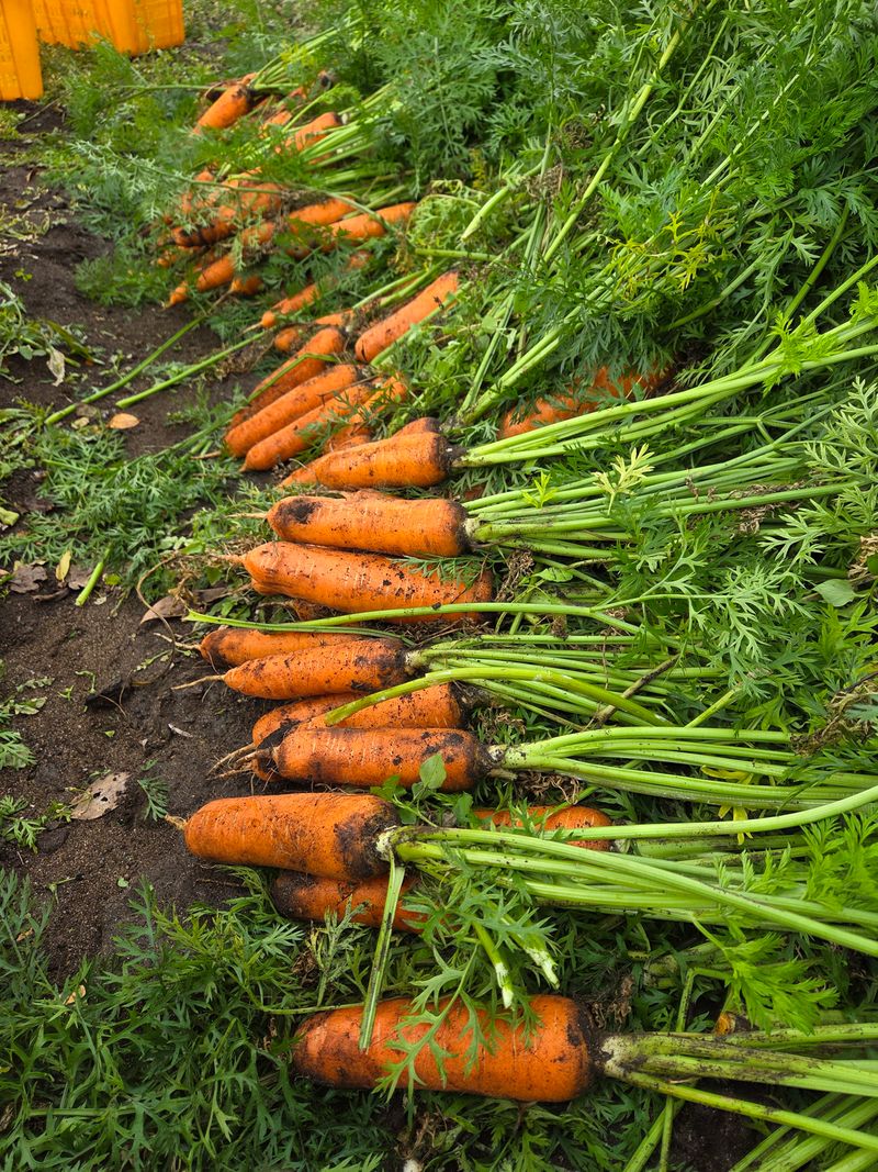 제주구좌당근님의 장터 판매 상품 [제주 햇당근 팝니다(25년 11월 출시)] 첨부 사진