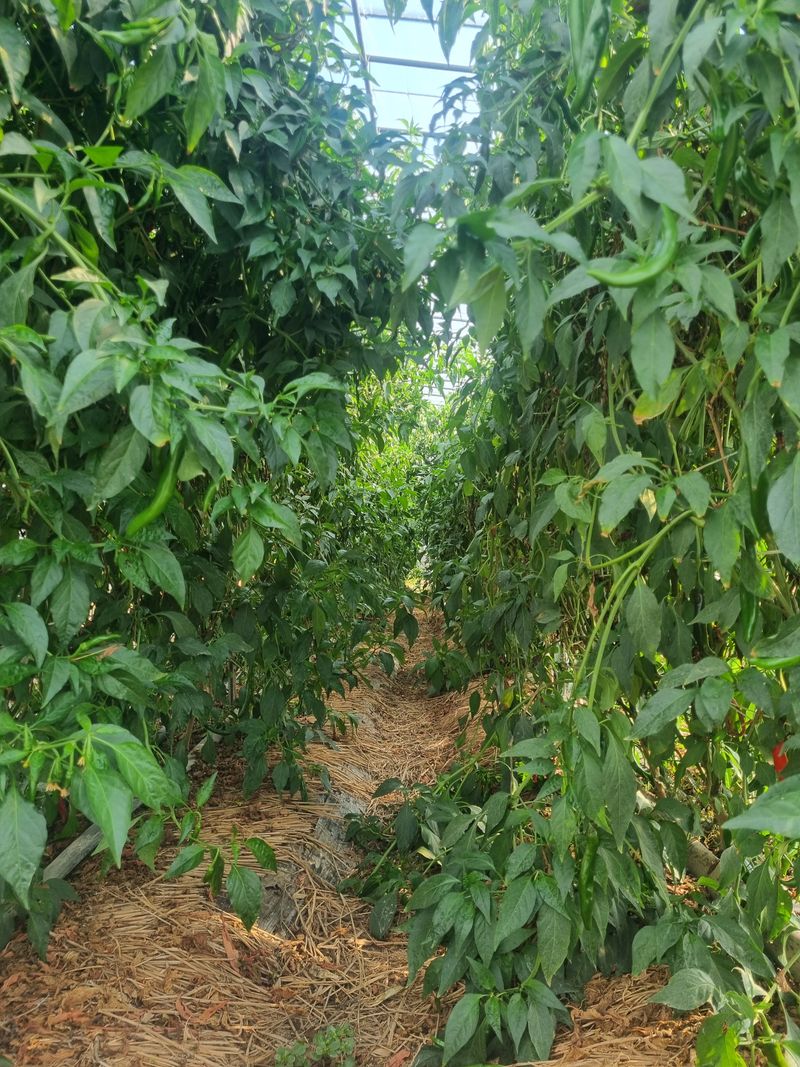 밭메는 여우님의 장터 판매 상품 [풋고추 3키로] 첨부 사진