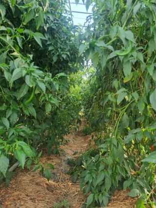 밭메는 여우님의 작성글 사진