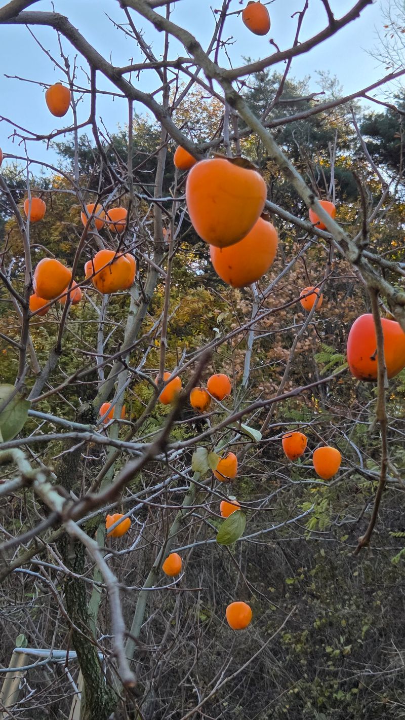 복주농장님의 장터 판매 상품 [대봉감 10kg] 첨부 사진