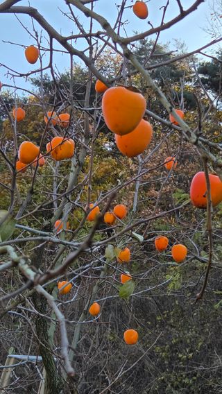 복주농장님의 작성글 사진