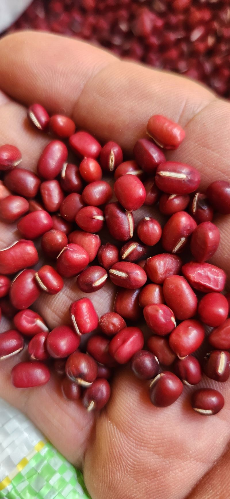 임원식님의 장터 판매 상품 [적두 아라리팥1kg] 첨부 사진