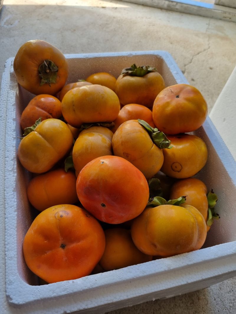 밭메는 여우님의 장터 판매 상품 [단감 10키로] 첨부 사진