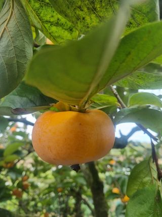 밭메는 여우님의 작성글 사진