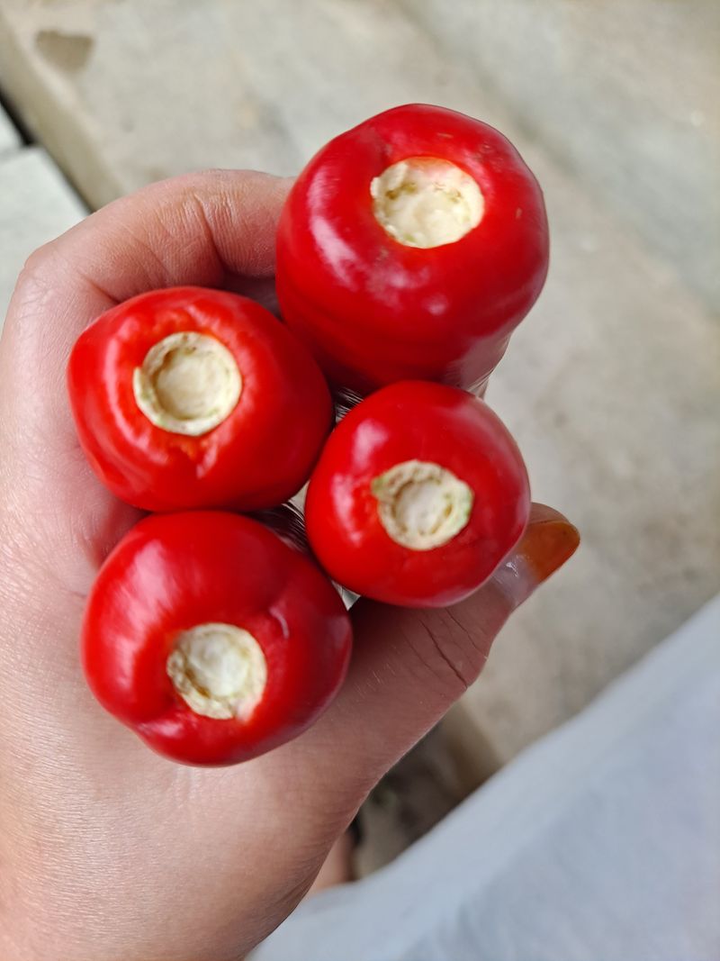 도매니저님의 장터 판매 상품 [2025년산 찹쌀고추장 2.5kg입니다 ] 첨부 사진