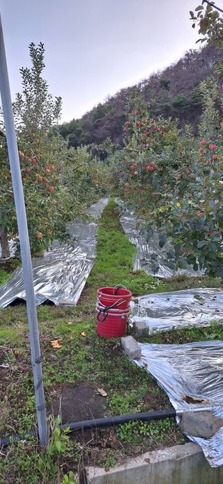 박원주(다원농장)님의 자유주제 · 자유게시판 작성글 사진