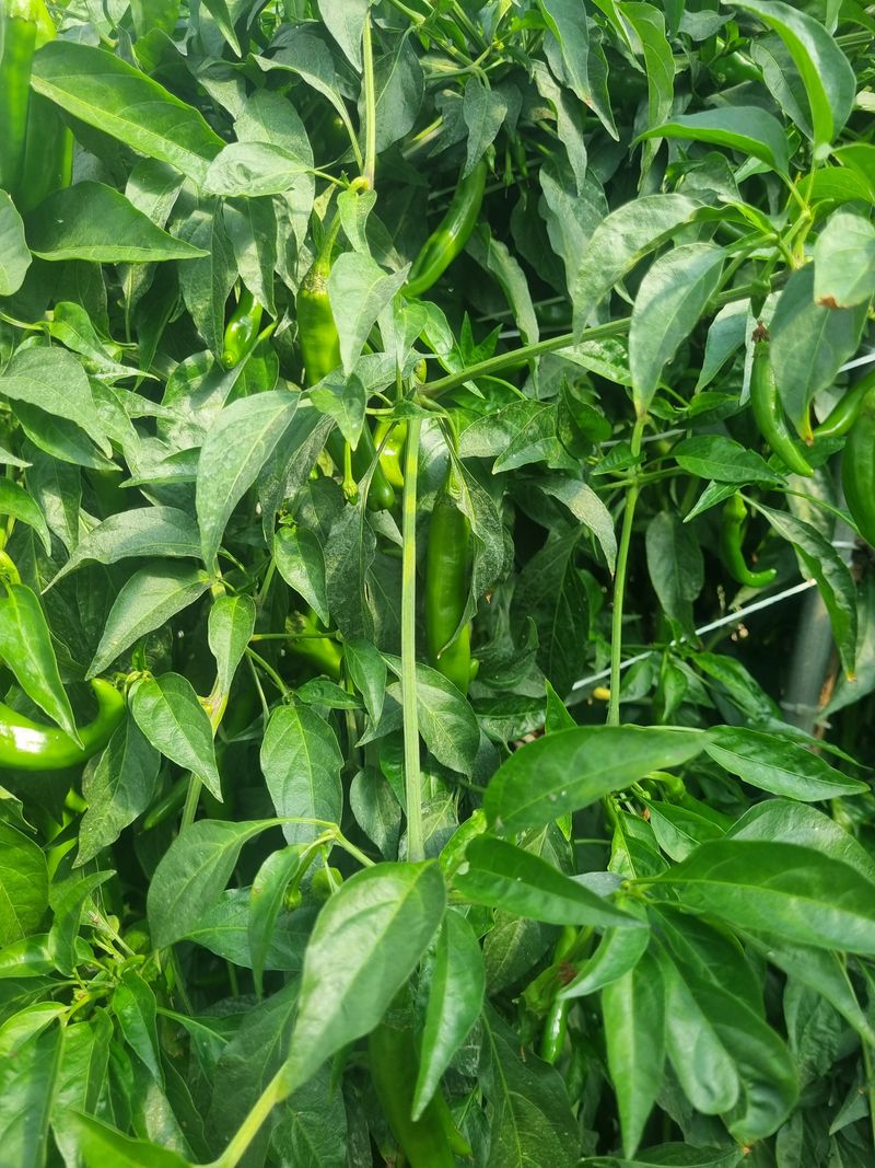 장터 상품 [풋고추 3키로] 썸네일