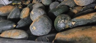 성산리농장(흑염소)님의 작성글 사진