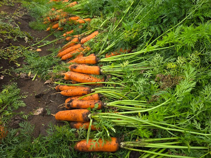 장터 상품 [25년 11월 제주 햇당근 5kg 10kg] 썸네일