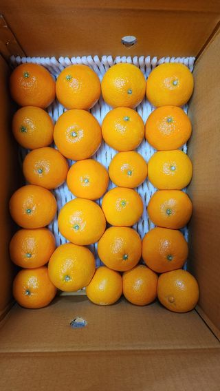 귤껍데기님의 작성글 사진