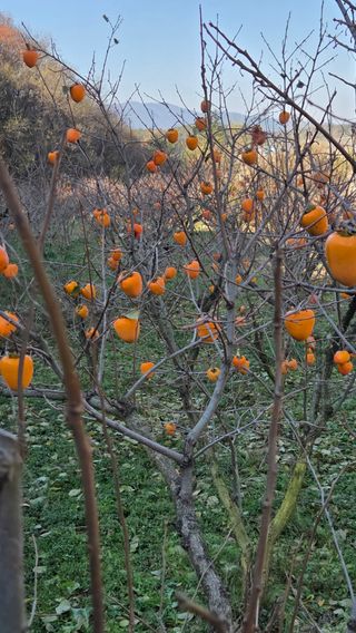 복주농장님의 자유주제 · 자유게시판 작성글 사진
