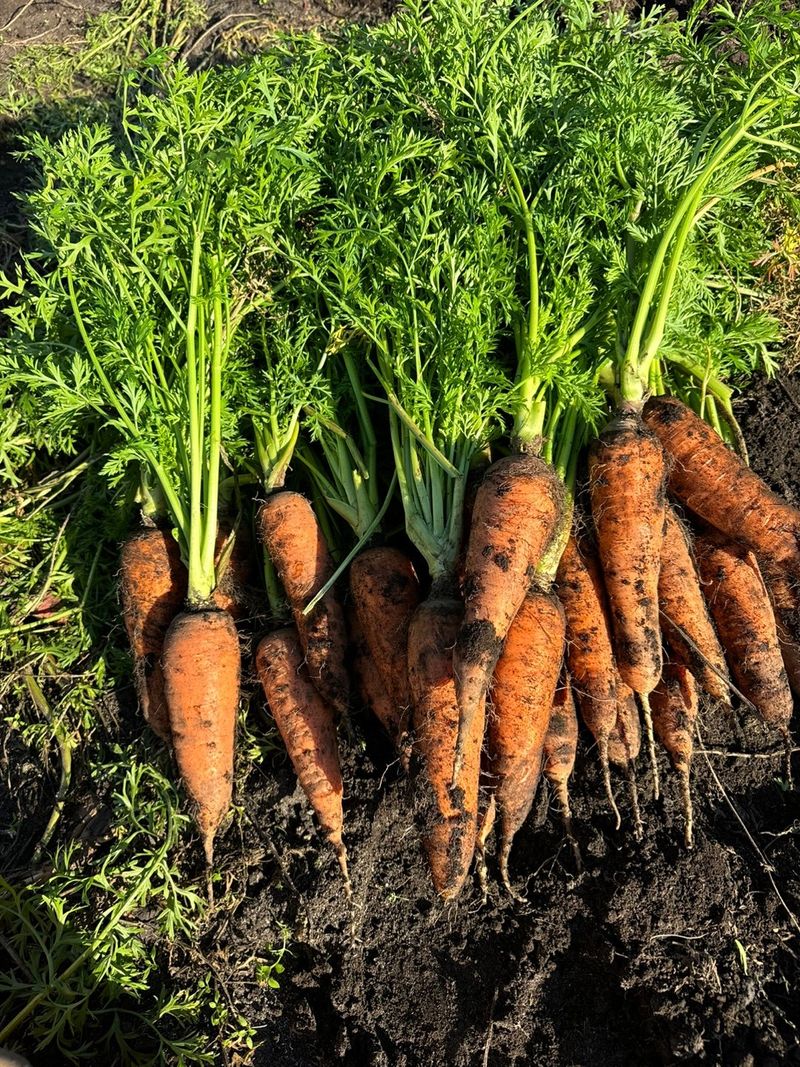 제주구좌당근님의 장터 판매 상품 [제주 햇당근 팝니다(25년 11월 출시)] 첨부 사진