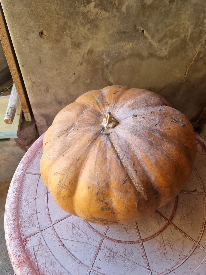 장터 상품 [조선호박(맷돌호박)] 썸네일