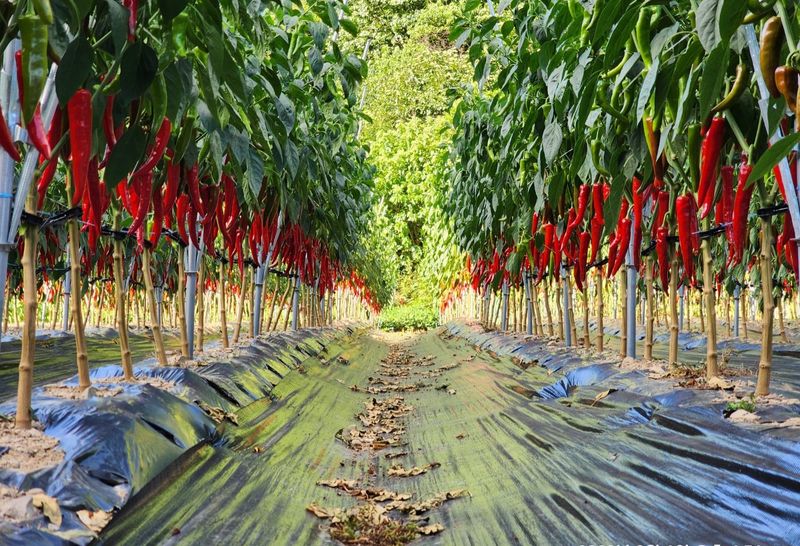 도매니저님의 장터 판매 상품 [2025년산 찹쌀고추장 2.5kg입니다 ] 첨부 사진