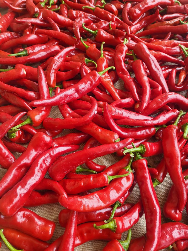 박종수님의 장터 판매 상품 [고춧가루 50근판매] 첨부 사진