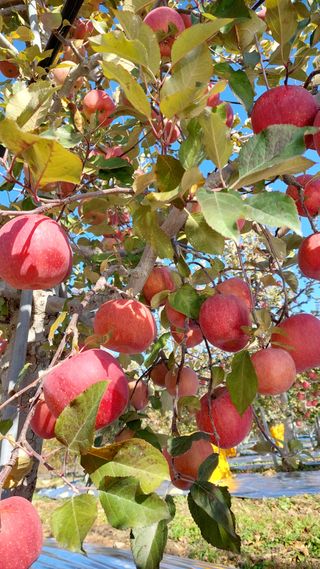 트라이애플1님의 자유주제 · 자유게시판 작성글 사진