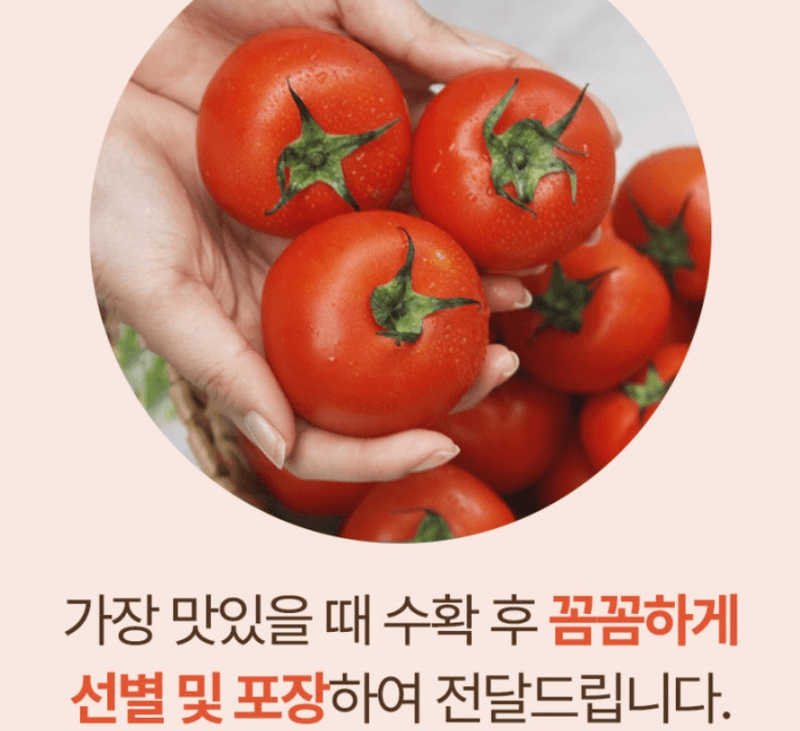 스피드번님의 장터 판매 상품 [완숙토마토 ] 첨부 사진