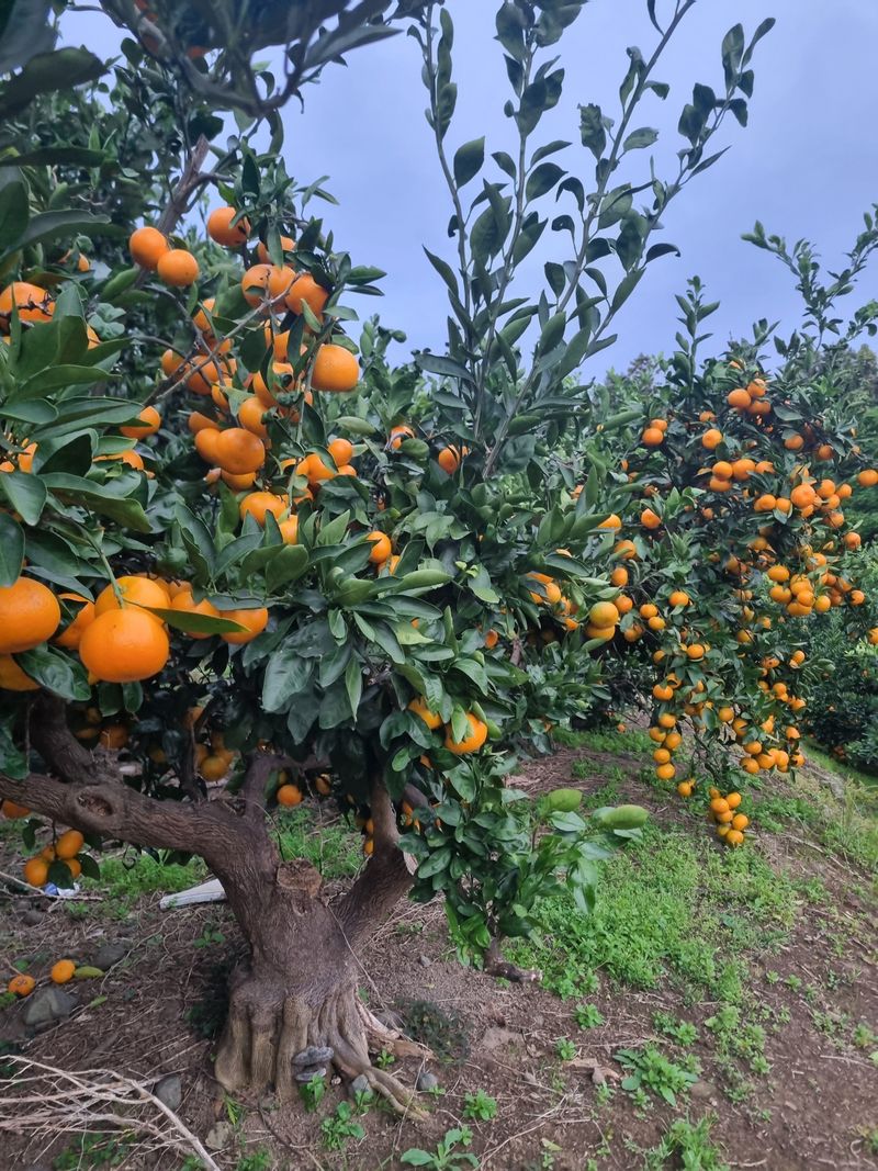 부금리(금강농원)님의 장터 판매 상품 [조생귤 ] 첨부 사진