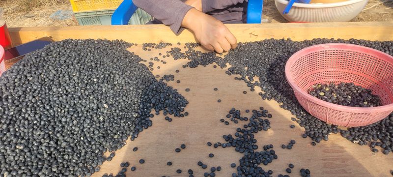 이은호님의 장터 판매 상품 [25년 햇 서리태 판매(새바람)] 첨부 사진