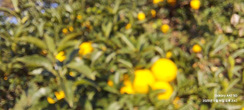 박종낙님의 장터 판매 상품 [거제 지세포 생유자판매합니다 ] 첨부 사진