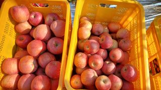 트라이애플1님의 자유주제 · 자유게시판 작성글 사진