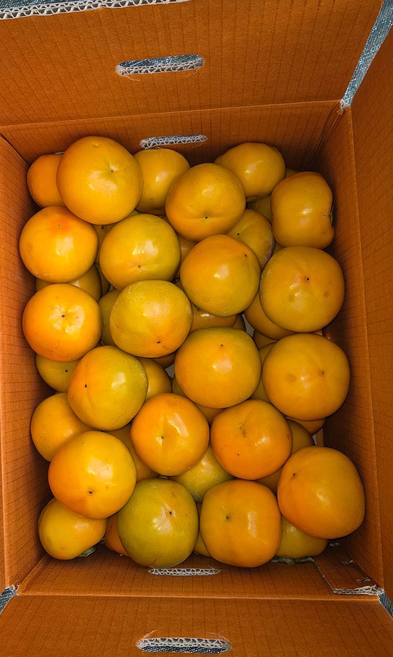 독고다이님의 장터 판매 상품 [햇 단감.10kg.] 첨부 사진